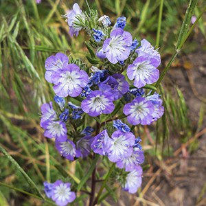 Threadleaf phacelia. Photo: M.A. Willson.