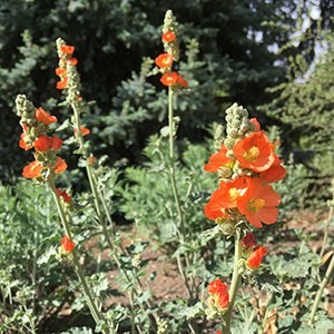 Munro's globemallow. Photo: Land Trust.