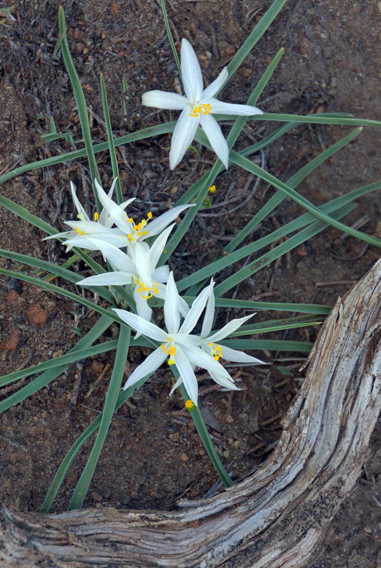 Sand lilies. Photo: Darlene Ashley.