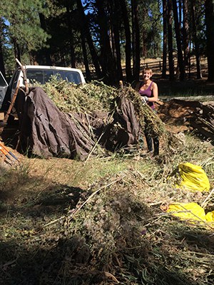 Intern Alice rocking weeds at Camp Polk Meadow Preserve. Photo: Land Trust.