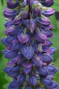 CarolMoorehead.MRP_2019_04_01_P1190895-small_tv_300px.jpg