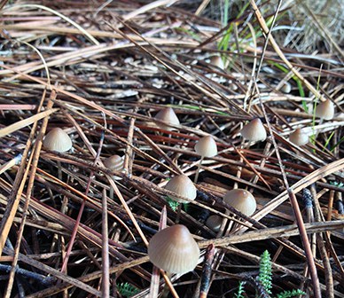 Join the Deschutes Land Trust for Nature Nights! Photo: Land Trust.