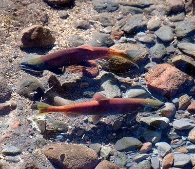 Sockeye salmon making a comeback. Photo: Brian Ouimette.