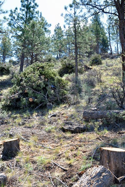 Forest restoration work at Whychus Canyon Preserve. Photo: Lisa Bagwell.