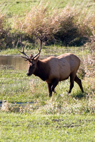 OAHP has the ability to protect elk habitat in Oregon. Photo: Brian Ouimette.