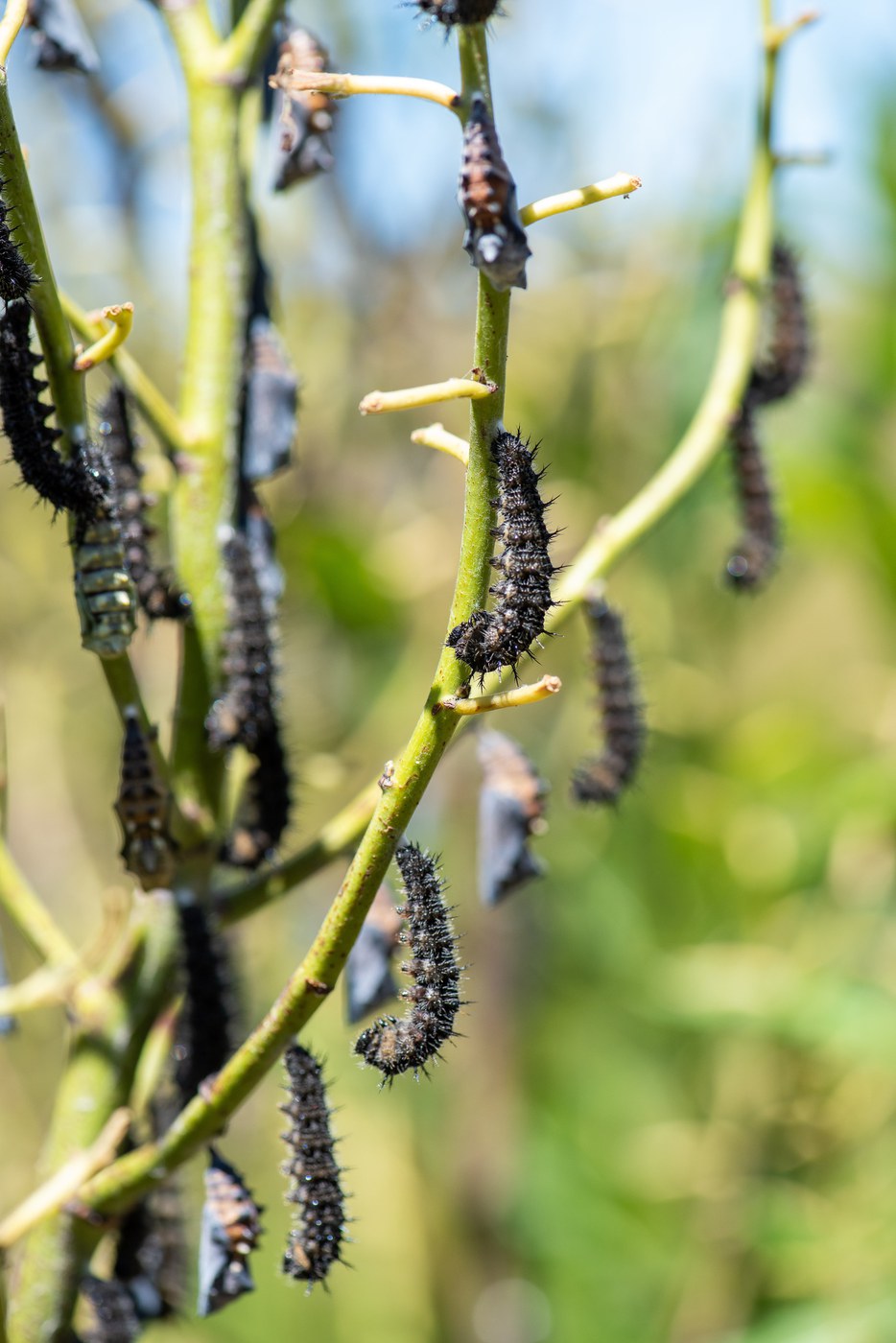 California tortoiseshell butterflies caterpillars hang in "J" hooks. Photo: Randy Tomer.