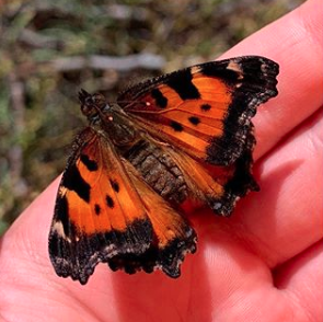 A California Tortoiseshell after eclosing at Skyline Forest. Photo: Land Trust.
