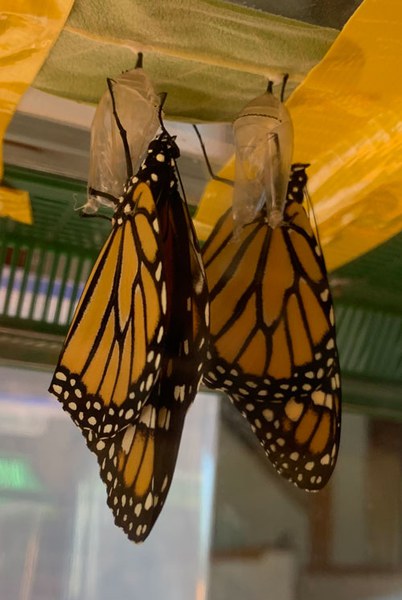 Monarchs after emerging from their chrysalides. Photo: Land Trust.