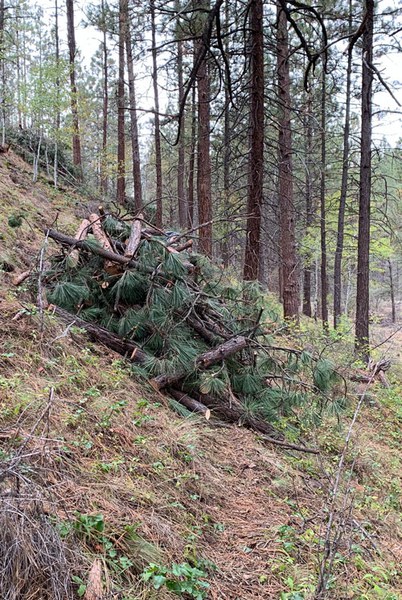 Burn piles are prepped to clear the way for aspen groves to flourish. Photo: Land Trust.