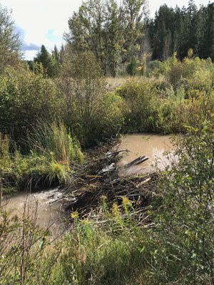 Busy beavers have been backing up water at Camp Polk Meadow Preserve. Photo: Land Trust.