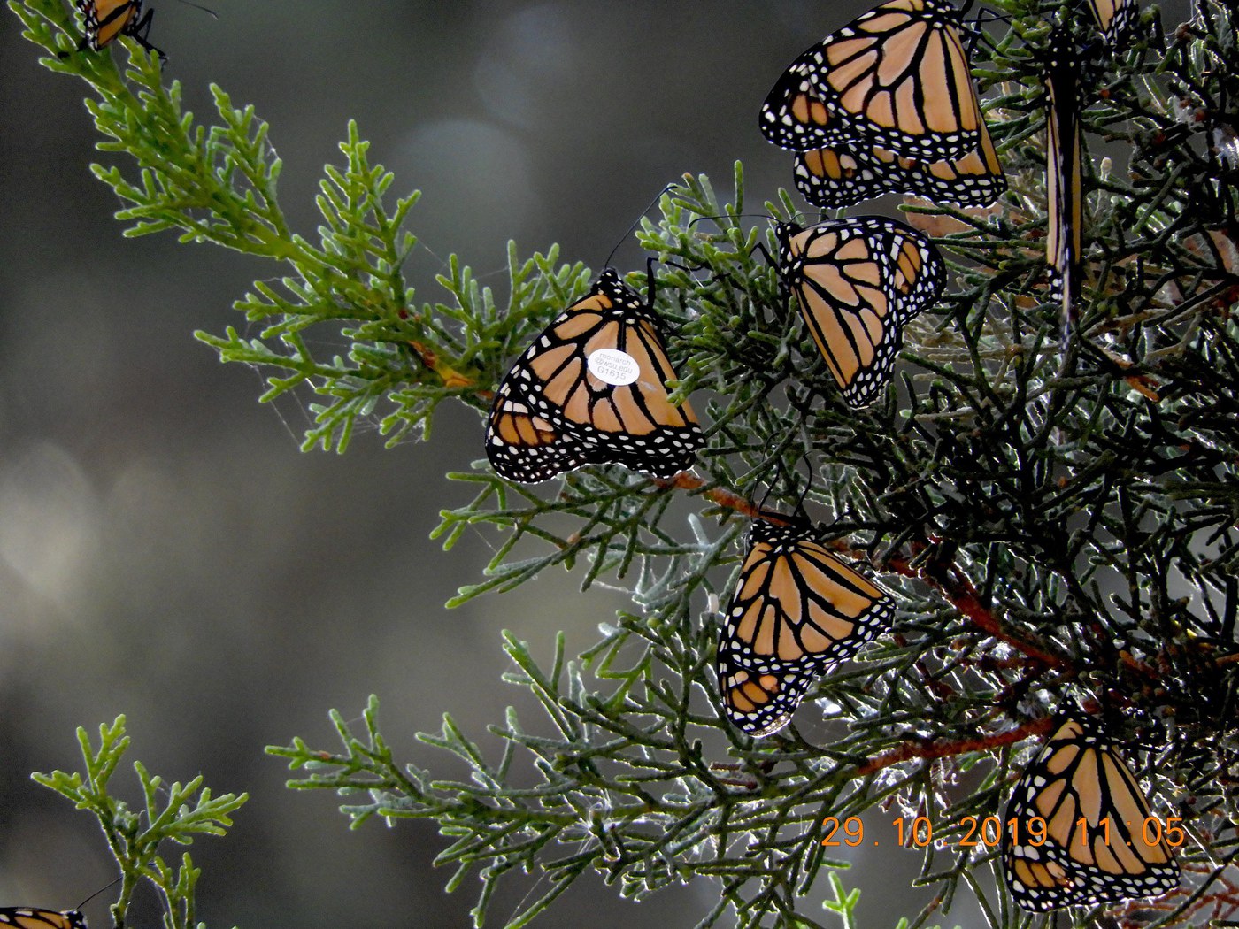 Monarch G1615, better known as 'Flamingo,' was spotted at overwintering grounds in Santa Cruz, California. Photo: John Dayton.