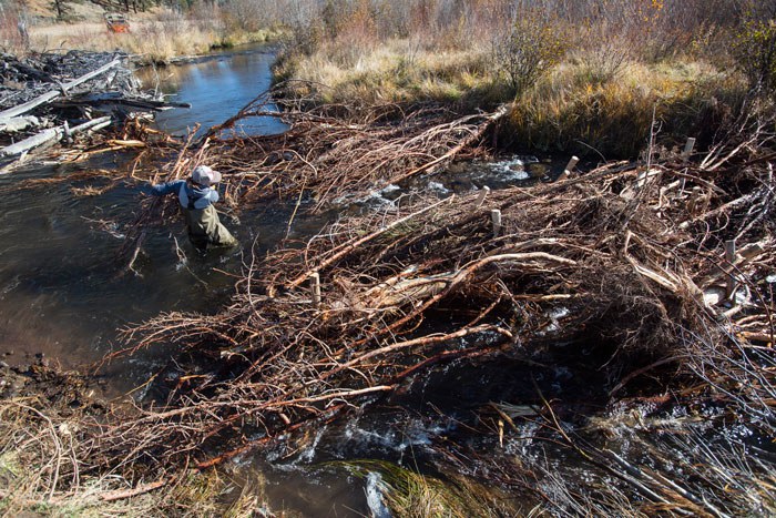 Jen Zalewski adds tree branches to a new structure that will help with stream restoration at Camp Polk Meadow Preserve. Photo: Jay Mather.