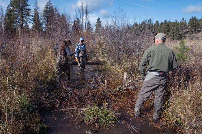 Volunteers help construct a mini-dam across a side channel of Whychus Creek at Camp Polk Meadow Preserve. Photo: Rick Dingus.