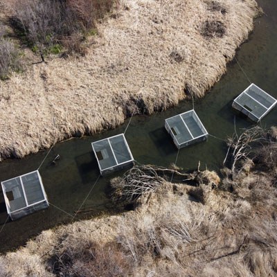 Fish in screened boxes acclimate to Ochoco Creek at Ochoco Preserve. Photo: Land Trust.