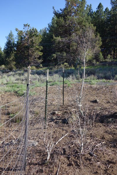 Young aspen trees are protected with fencing at Camp Polk Meadow Preserve. Photo: Land Trust.