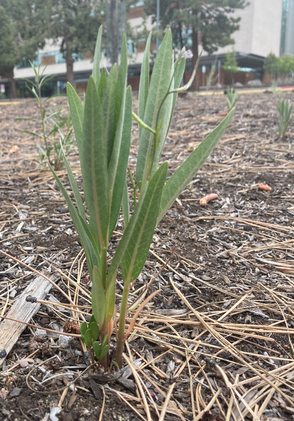 Showy milkweed grows back after last year's planting at COCC. Photo: Land Trust.