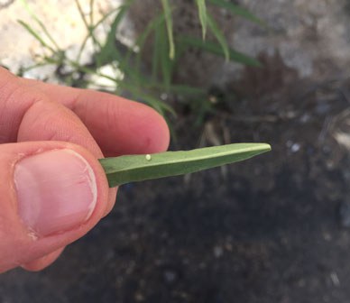  A monarch egg on the underside of a milkweed leaf. Photo: Land Trust.