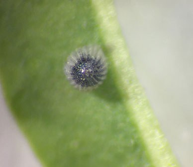 A tiny monarch butterfly egg under magnification. Photo: Land Trust.