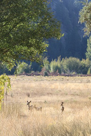 Deer released at Rimrock Ranch head out into the meadow. Photo: Land Trust.
