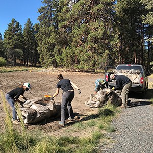 Volunteers roll up plastic sheeting from soil solarization. Photo: Land Trust.