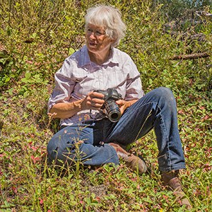 Sue Anderson takes photos of butterflies at Skyline Forest. Photo: Jim Anderson.