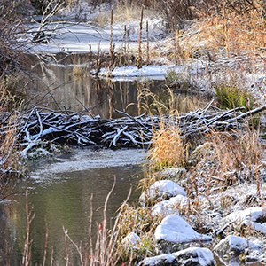 One of the beaver dams at Camp Polk Meadow Preserve. Photo: Kris Kristovich.