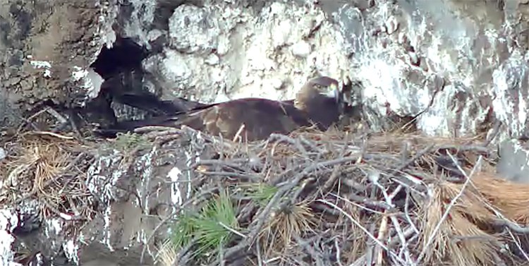 A golden eagle nesting at Aspen Hollow Preserve. Photo: East Cascade Audubon Society webcam.