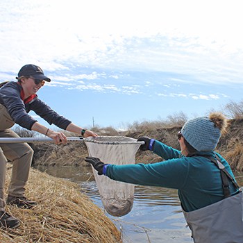 Adding spring Chinook smolts to the live cars at Ochoco Preserve in early 2020. Photo: Land Trust.