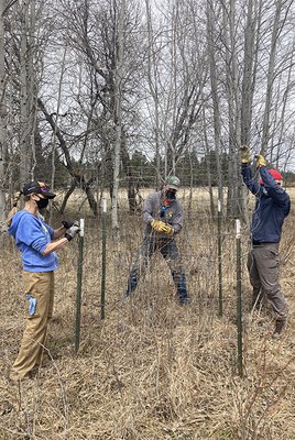 Volunteers create enclosures to protect aspens at Indian Ford Meadow Preserve. Photo: Land Trust.