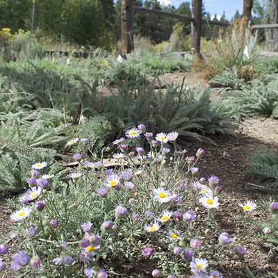 Flowers blooming in the first phase area of the native plant restoration. Photo: Land Trust.