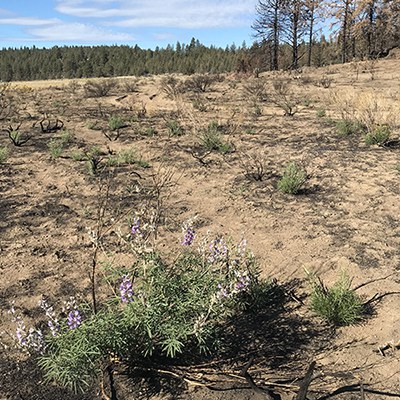 Lupine grows in the burned areas of Rimrock Ranch. Photo: Land Trust.
