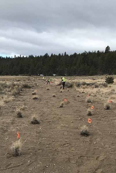 Native grasses are transplanted to former fire breaks at Rimrock Ranch. Photo: Land Trust.