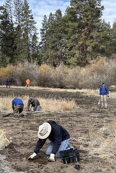 Volunteers plant native vegetation after soil solarization at Camp Polk Meadow Preserve. Photo: Land Trust.