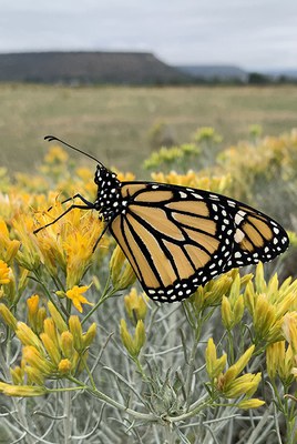 A monarch butterfly in Prineville. Photo: Land Trust.