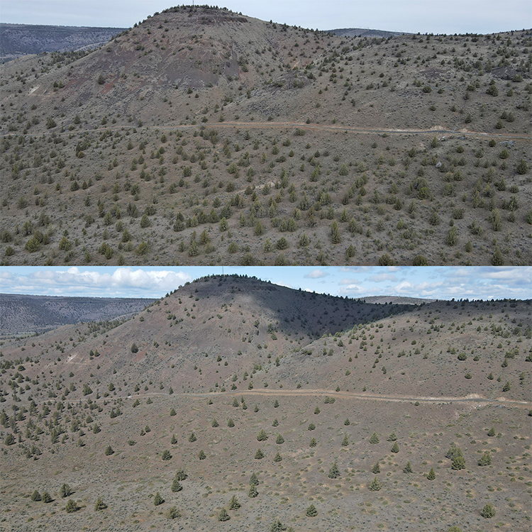 A hillside at Priday Ranch before juniper thinning (top) and afterwards (bottom). Photos: Land Trust.