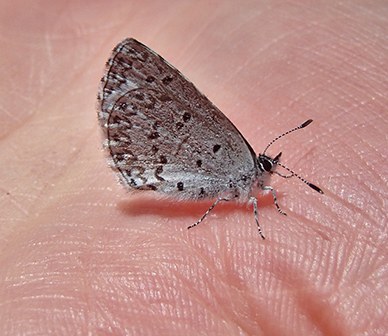 The distinctive markings on the hindwing of the Asher's blue butterfly. Photo: Tom Wainwright.