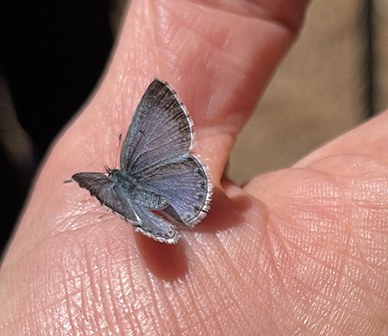 Asher's blue butterfly at the Metolius Preserve. Photo: Land Trust.