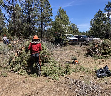 Crews work on thinning juniper at Camp Polk Meadow Preserve. Photo: Land Trust.