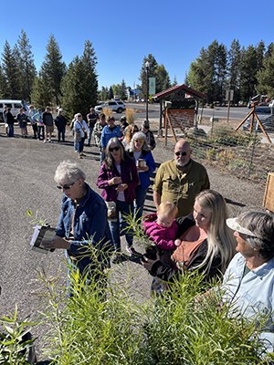 Milkweed lineup at La Pine Victory Garden! Photo: Land Trust.
