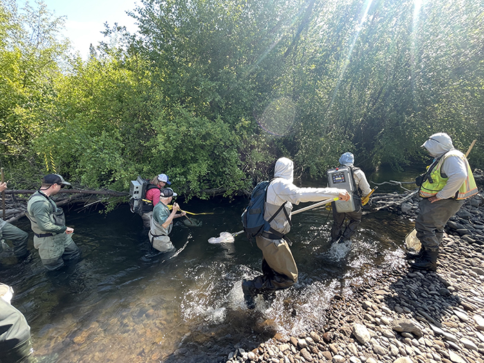 Crews help rescue and move fish during the Rimrock Ranch restoration. Photo: Land Trust.