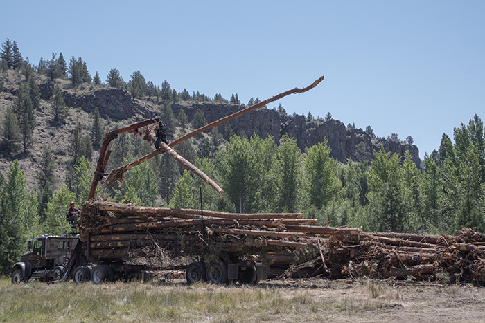 Crews load trees to use in the stream restoration at Rimrock Ranch. Photo: Rick Dingus.