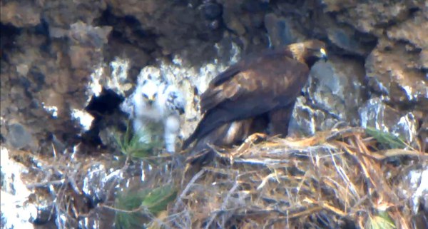 Photo: East Cascades Bird Alliance webcam.