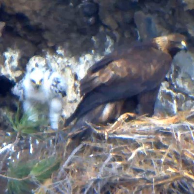 Golden eaglet at Aspen Hollow Preserve. Photo: East Cascades Bird Alliance webcam.