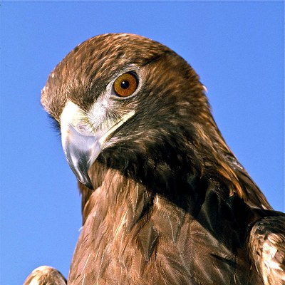 A golden eagle in human care at the High Desert Museum Photo: Alan St. John.