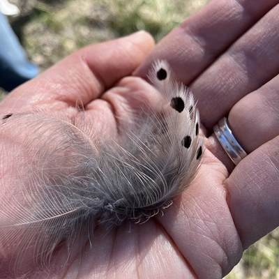 A hand holds a delicate flicker feather. Photo: Land Trust.