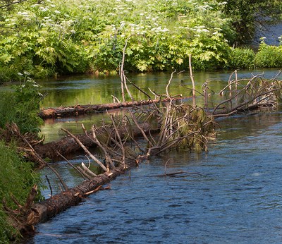 Large woody debris in Spring Creek. Photo: Jay Mather.