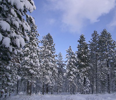 Snowy pines at the Metolius Preserve. Photo: Land Trust.