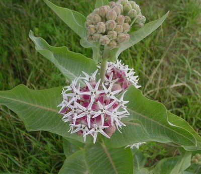 Showy milkweed. Photo: Mary Ann Newcomer.