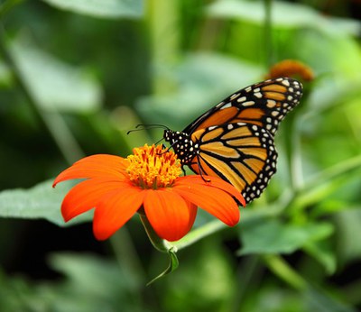 The beautful monarch butterfly.