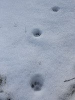 3 Steps for tracking wildlife in the snow — Deschutes Land Trust